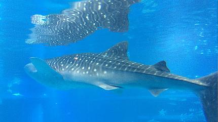 Osaka Aquarium Kaiyukan