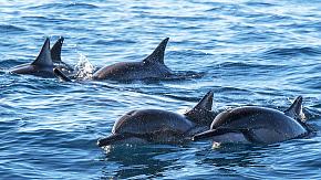 Dolphin in Geelong, Australia