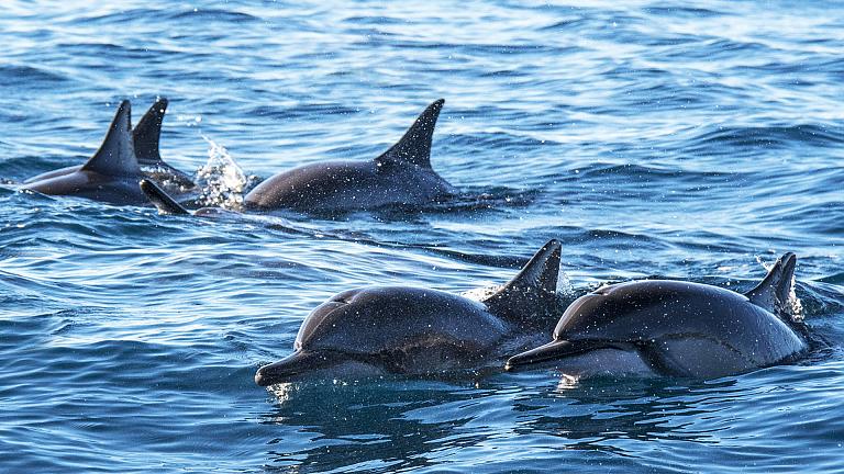 Dolphin in Geelong, Australia