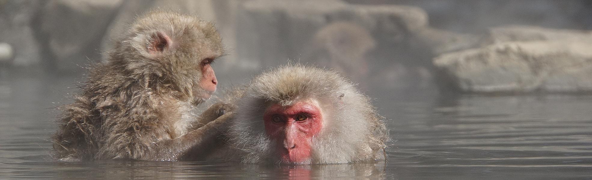 Monos de nieve