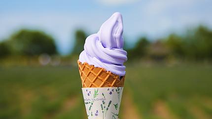 Lavender Ice Cream in Furano