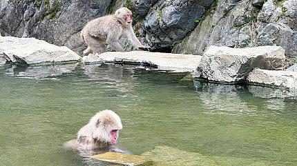 Jigokudani Snow Monkey Park, Nagano