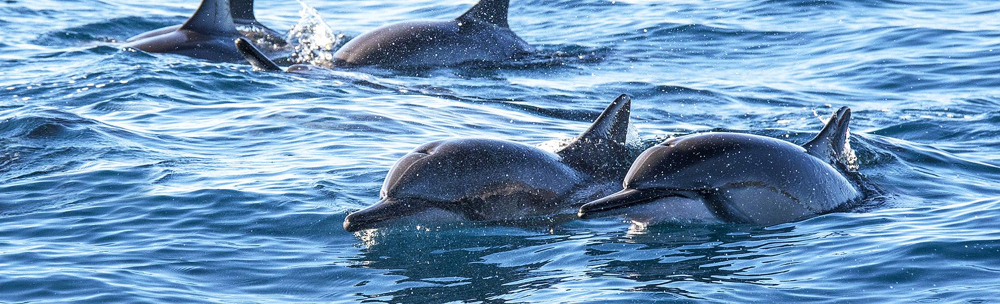 Dolphin in Geelong, Australia