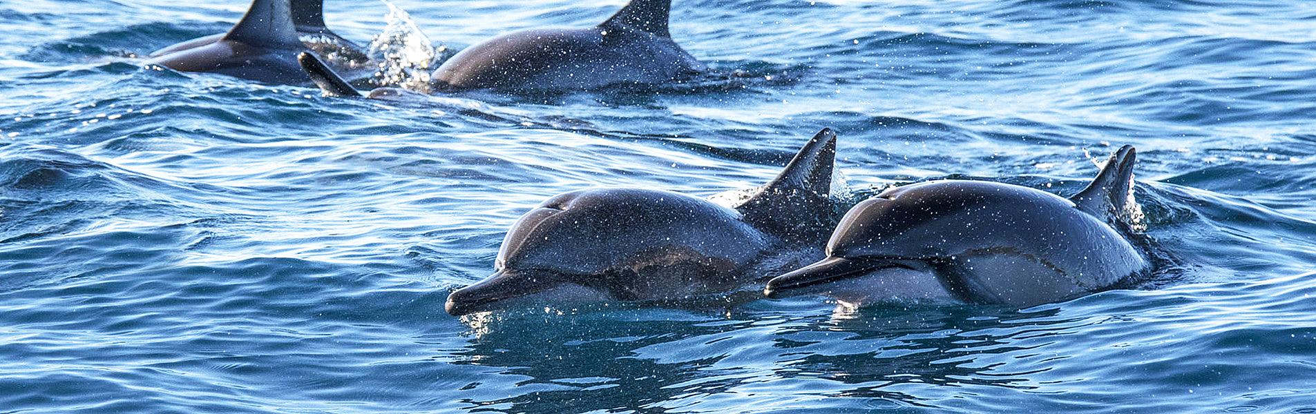 Dolphin in Geelong, Australia