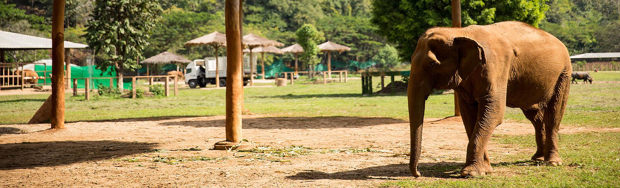 Thailand Family Tour