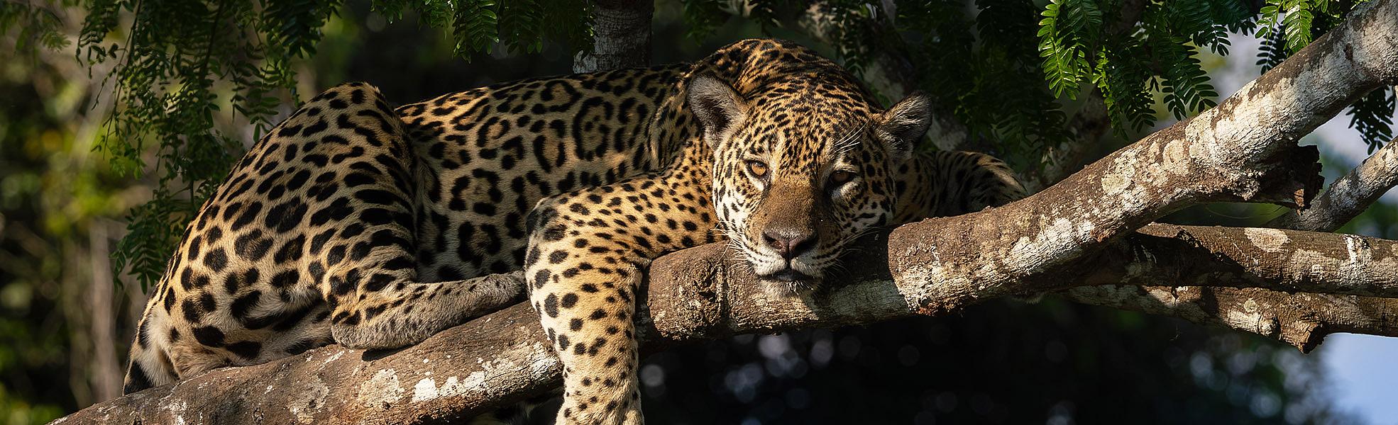 Pantanal Wildlife Safari