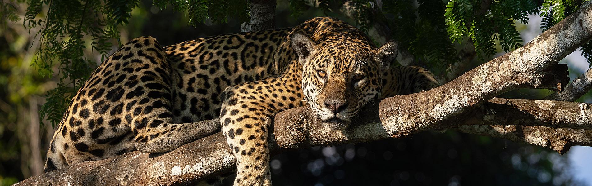 Pantanal Wildlife Safari