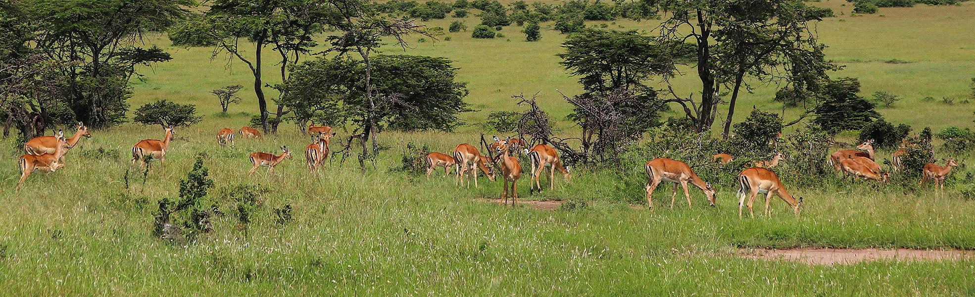Maasai Mara, Kenya