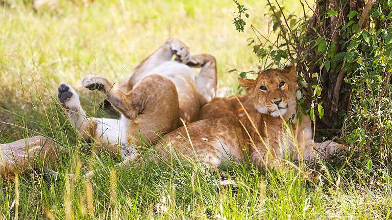 Maasai Mara, Kenya