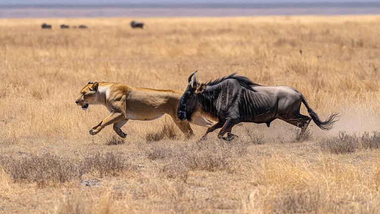 Lioness and Wildebeest