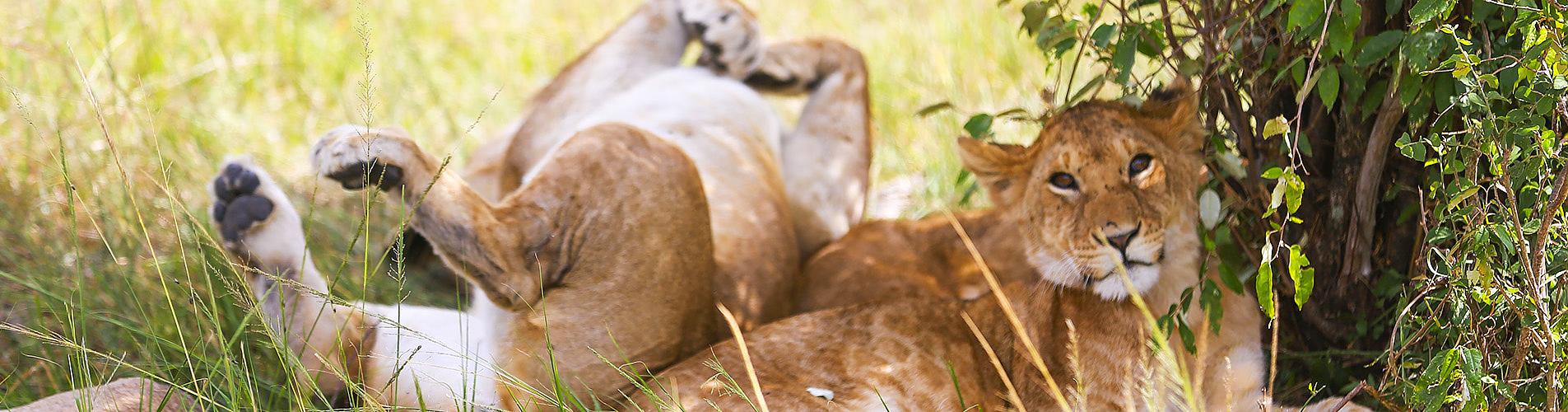Maasai Mara, Kenya