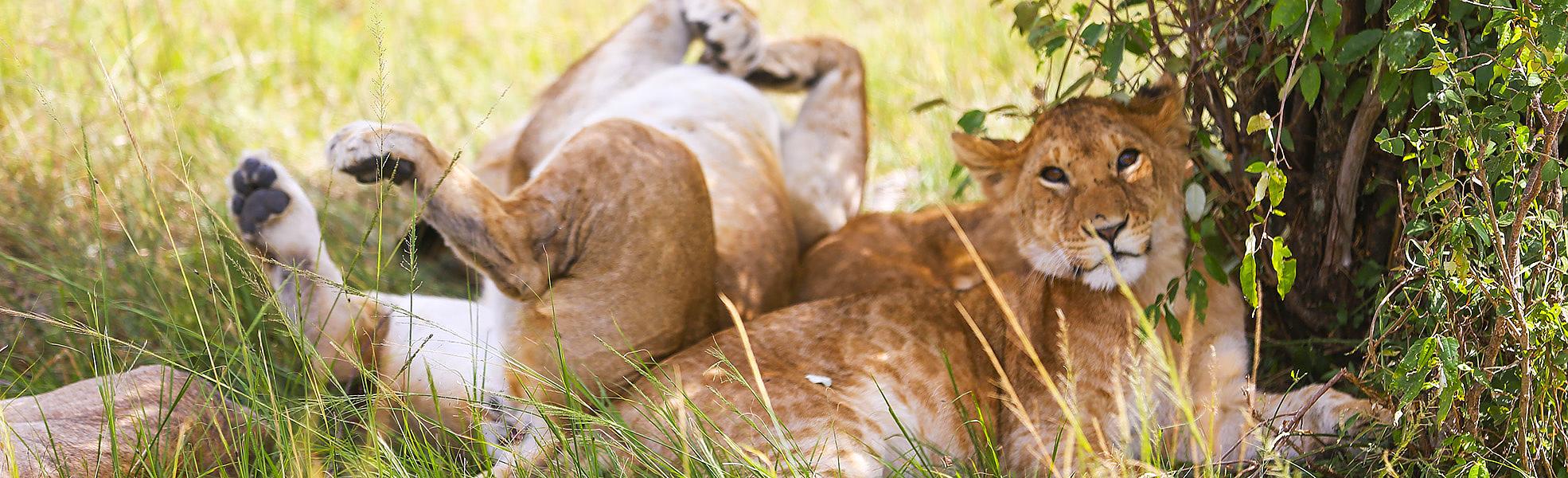 Maasai Mara, Kenya