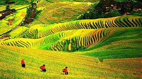 Longji Terrace Field