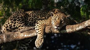 Pantanal Wildlife Safari