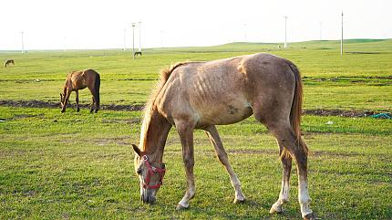 Huitengxile Grassland, Ulanqab