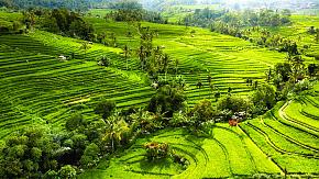 Rice Terrace in Bali