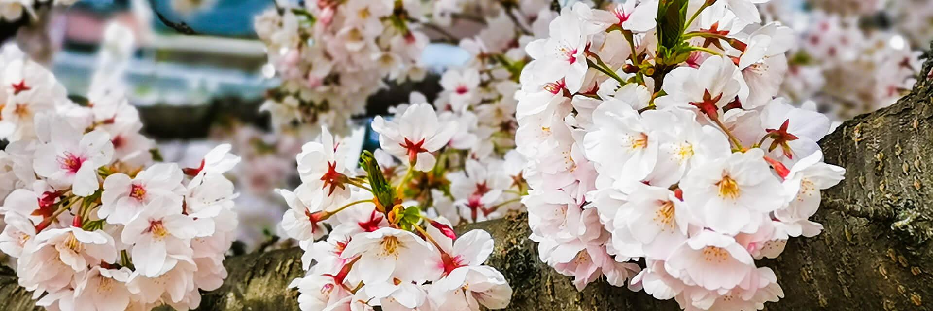 Cherry Blossom