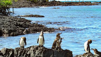 Galapagos Penguin