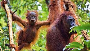 Orangutans in Tanjung Puting National Park