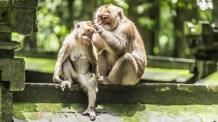 Sacred Monkey Forest Sanctuary, Ubud