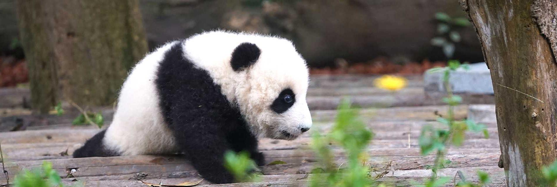 Pandas en Chengdu