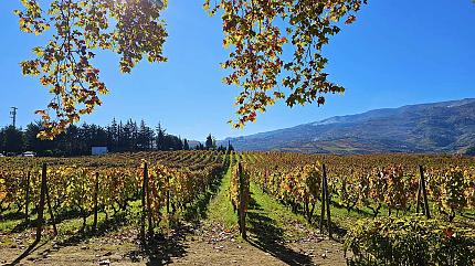 Vineyards in Douro Valley
