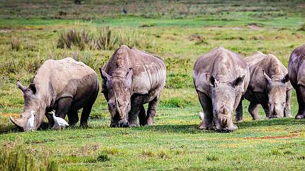 Ngorongoro Crater Safari