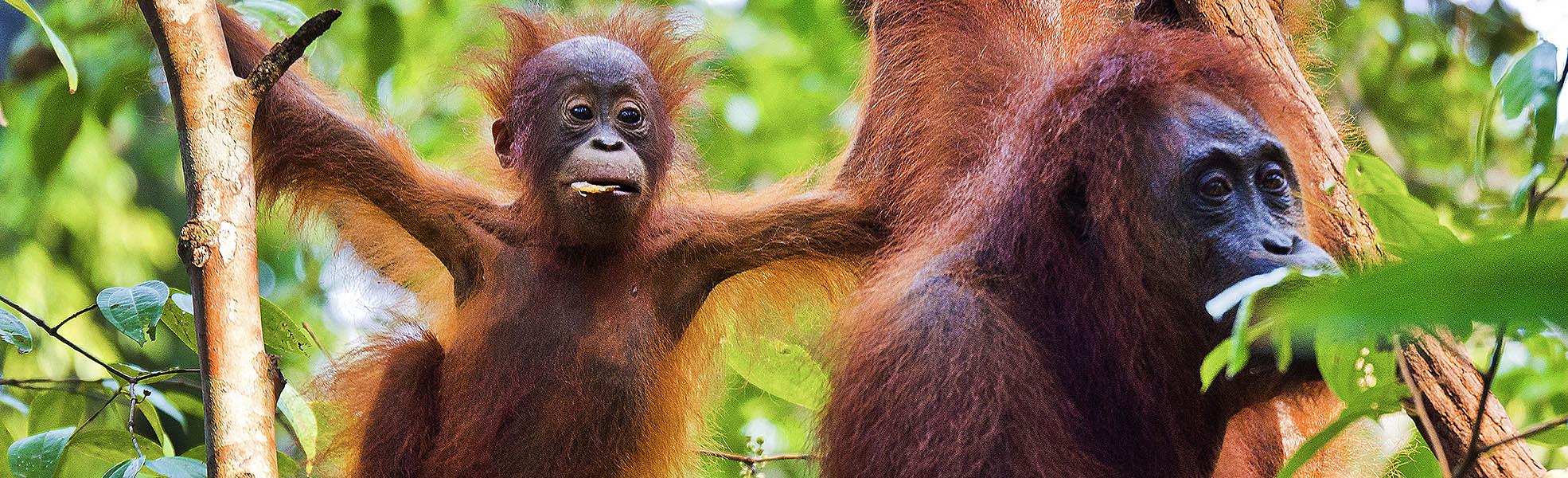 Orangutans in Tanjung Puting National Park