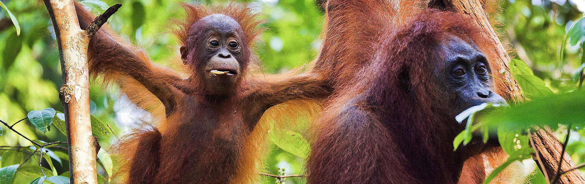 Orangutans in Tanjung Puting National Park