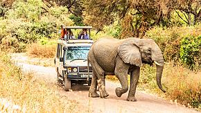 Tanzania Safari
