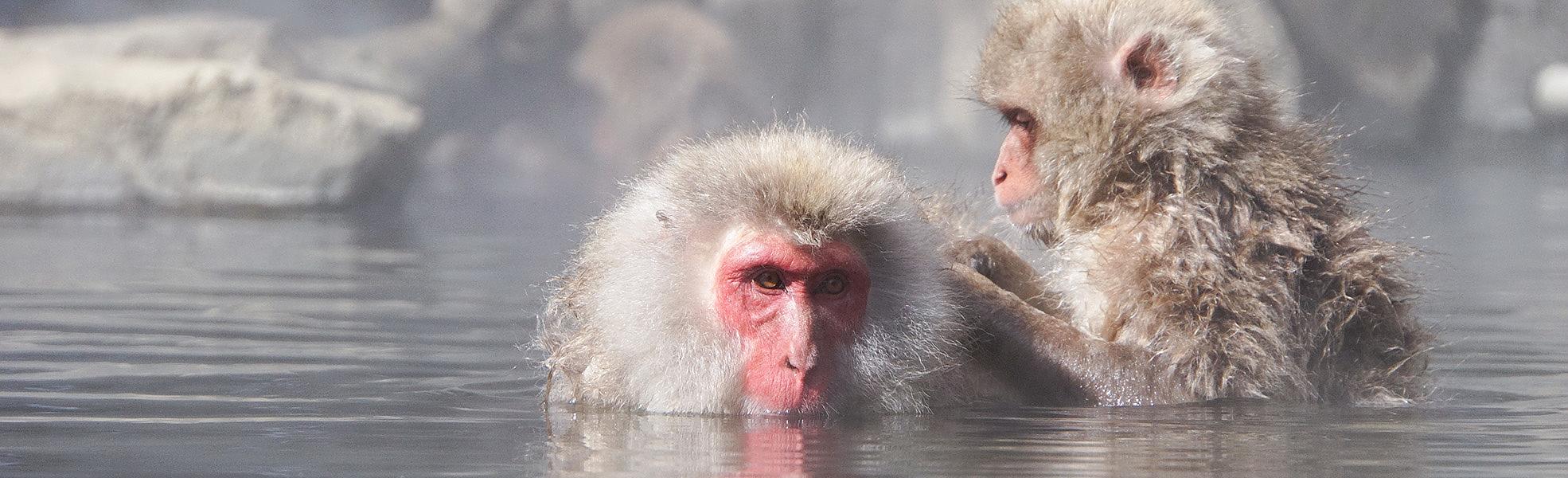 Japan Winter Tour with Snow Monkeys
