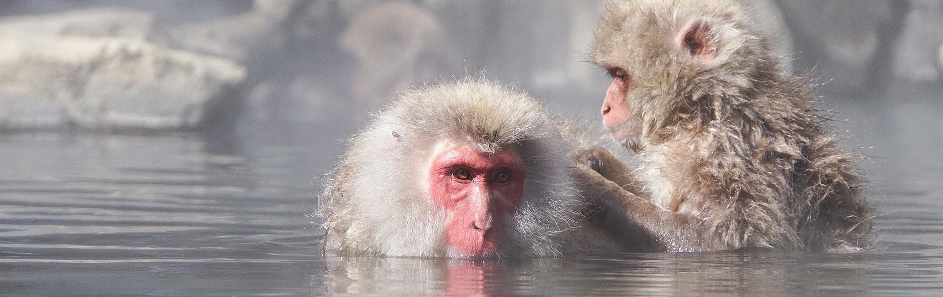 Japan Winter Tour with Snow Monkeys