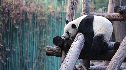 Giant Panda in Beijing Zoo