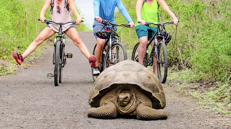 Galapagos Tortoise