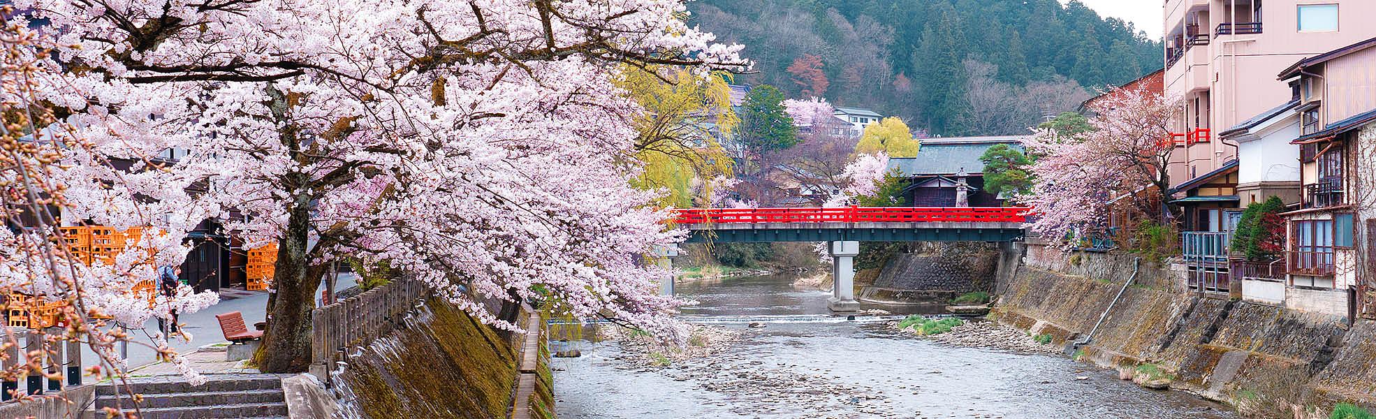 Cherry Blossom in Takayama, Japan