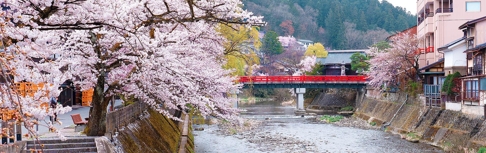 Cherry Blossom in Takayama, Japan