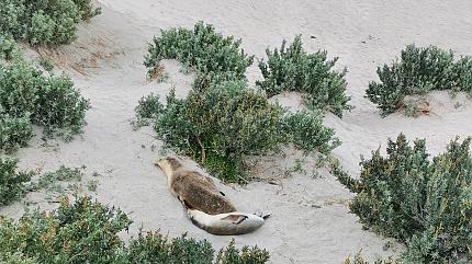 Seal Bay Conservation Park, Kangaroo Island