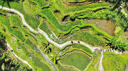 Tegalalang Rice Terraces, Bali