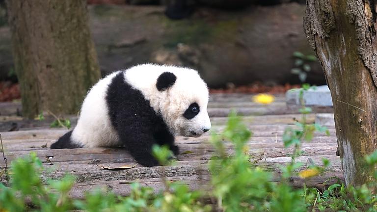Pandas en Chengdu