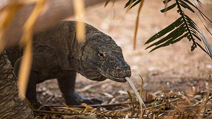 Komodo Dragon, Komodo Island