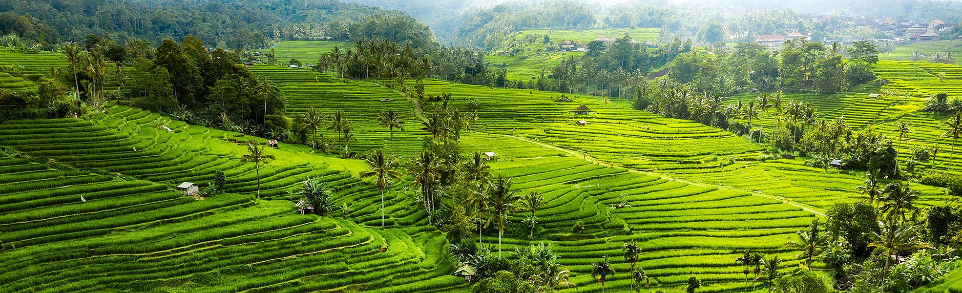 Rice Terrace in Bali
