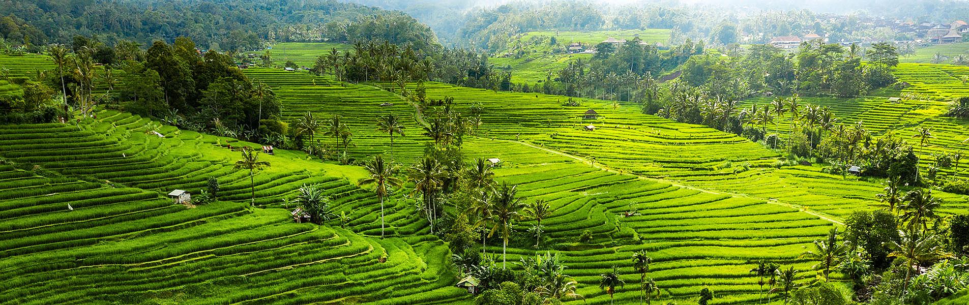 Rice Terrace in Bali