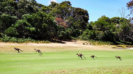 Kangaroo Island Wildlife Park