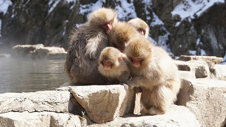 Japan Winter Tour with Snow Monkeys