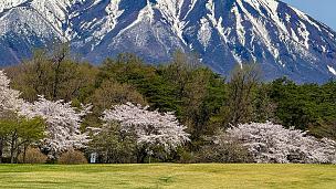 Los cerezos en Morioka