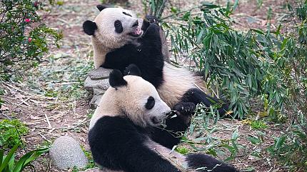 Panda in Wolong Base