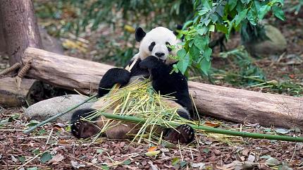 Chengdu Panda Base