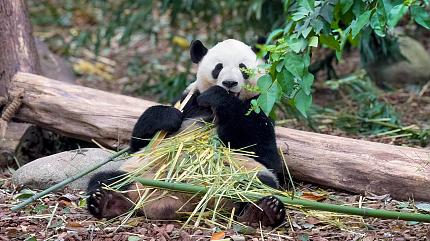 Giant Pandas, Chengdu