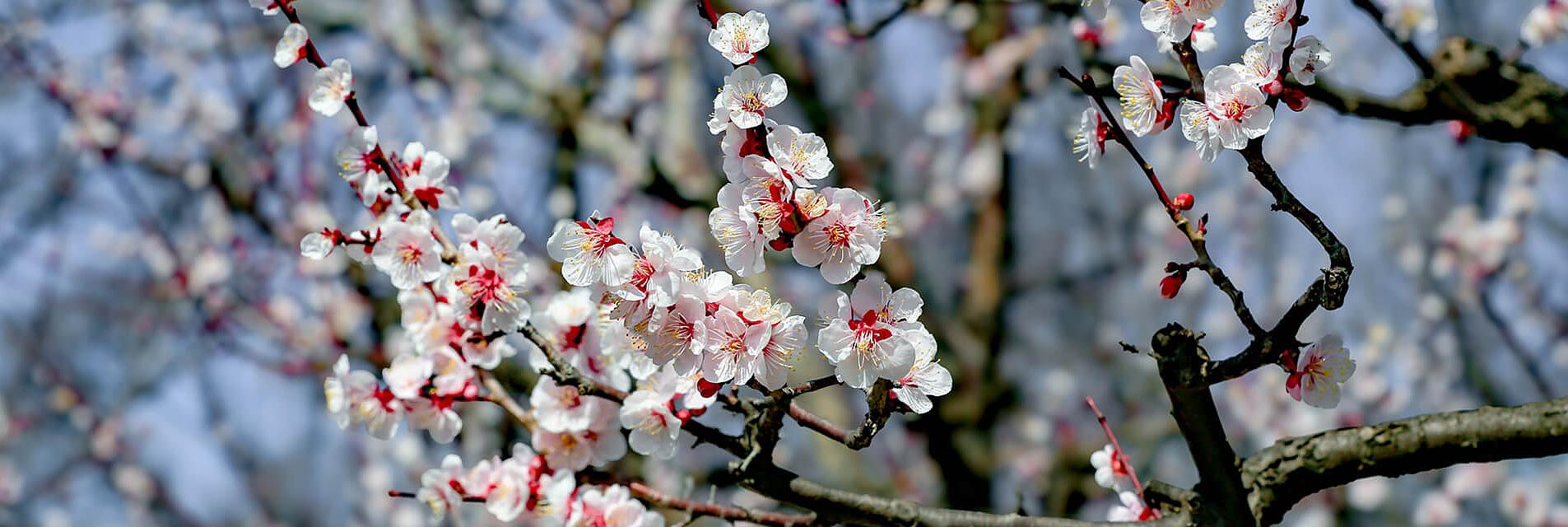 Sakura en Japón