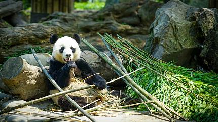 Panda in Wolong Base